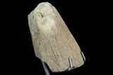 Triceratops Brow Horn Tip - Wyoming #123517-1